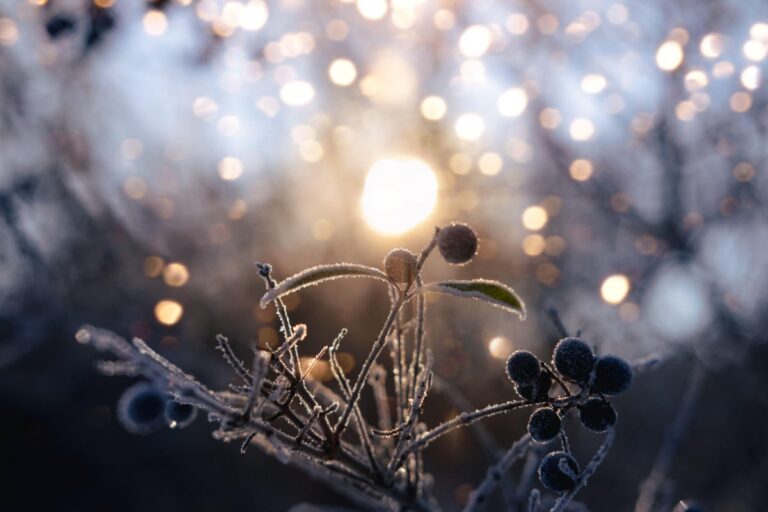 Frosted flowers at dusk