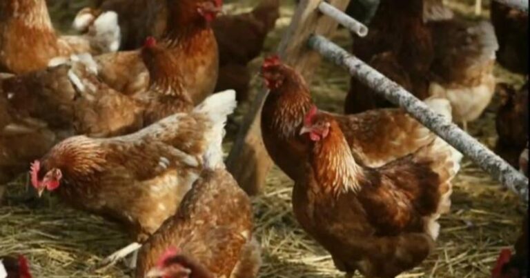 cbsn fusion bird flu outbreak ravages poultry farms across us thumbnail 1197928 640x360