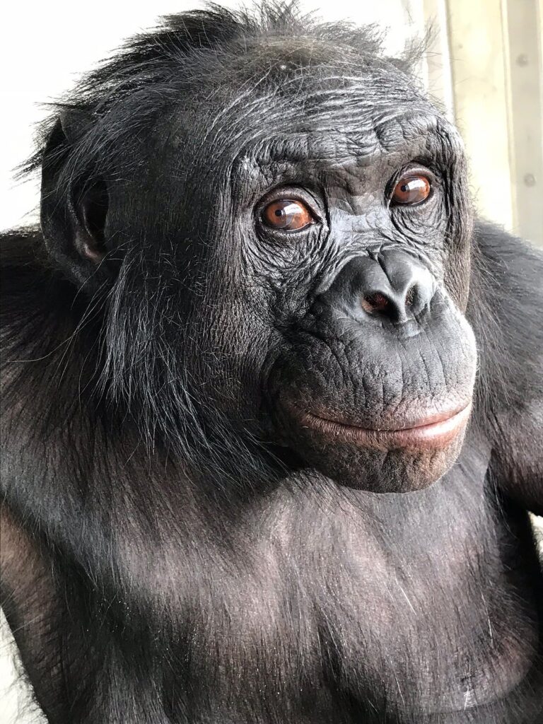 Kanzi the bonobo