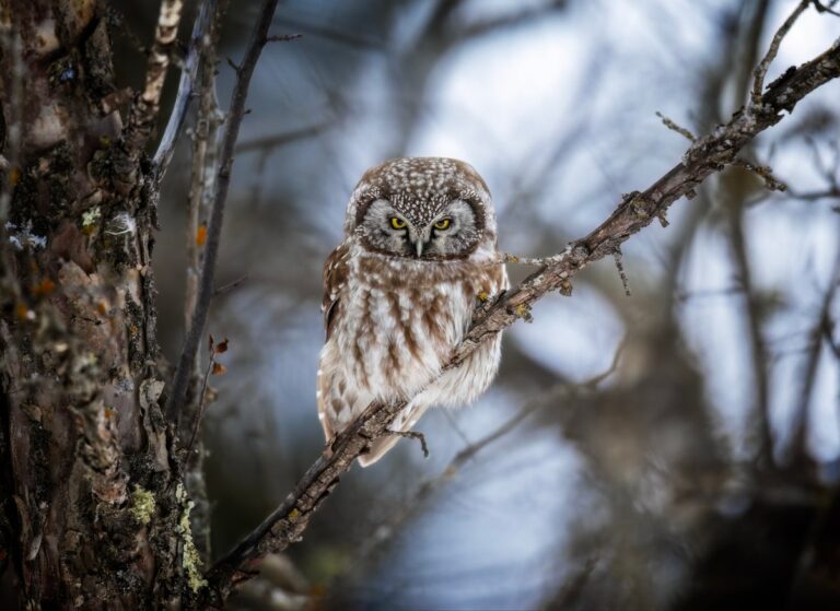 Boreal Owl Roosting