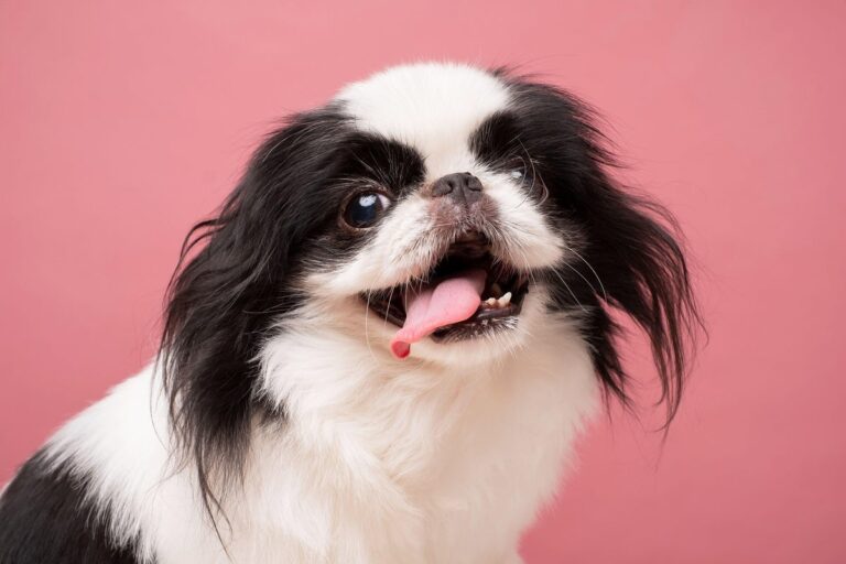 Japanese chin