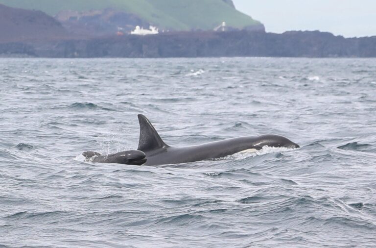 baby pilot whale2