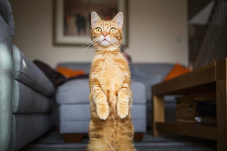 orange cat sitting up on hind legs